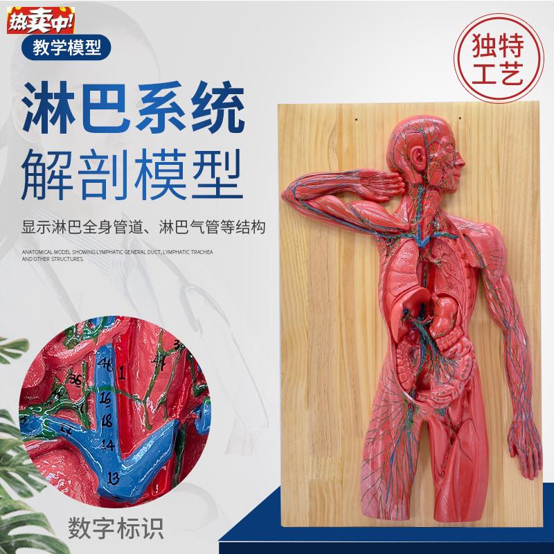 人体淋巴系统解剖模型人体免疫系统R模型胸腔外科心脏消化器官