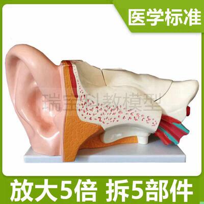 耳朵模型放大5倍拆卸5部件内耳迷路鼓膜半规管临床五官科医用标本