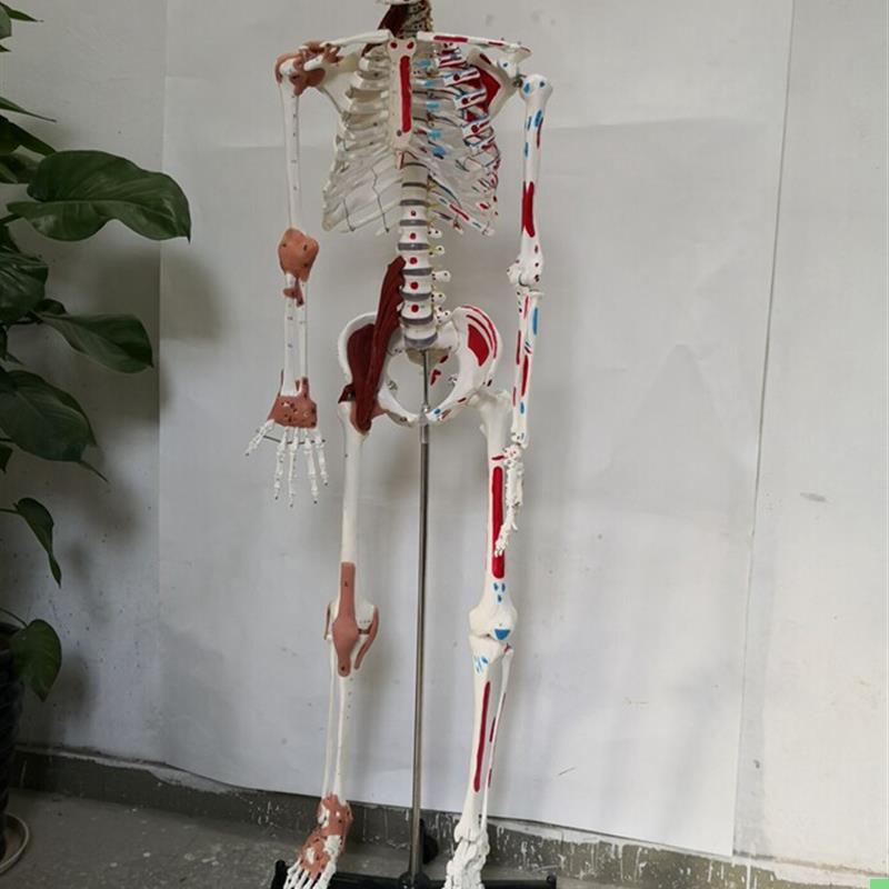 170cm人体骨骼韧带肌肉数字编码骨架医用教学讲解模型