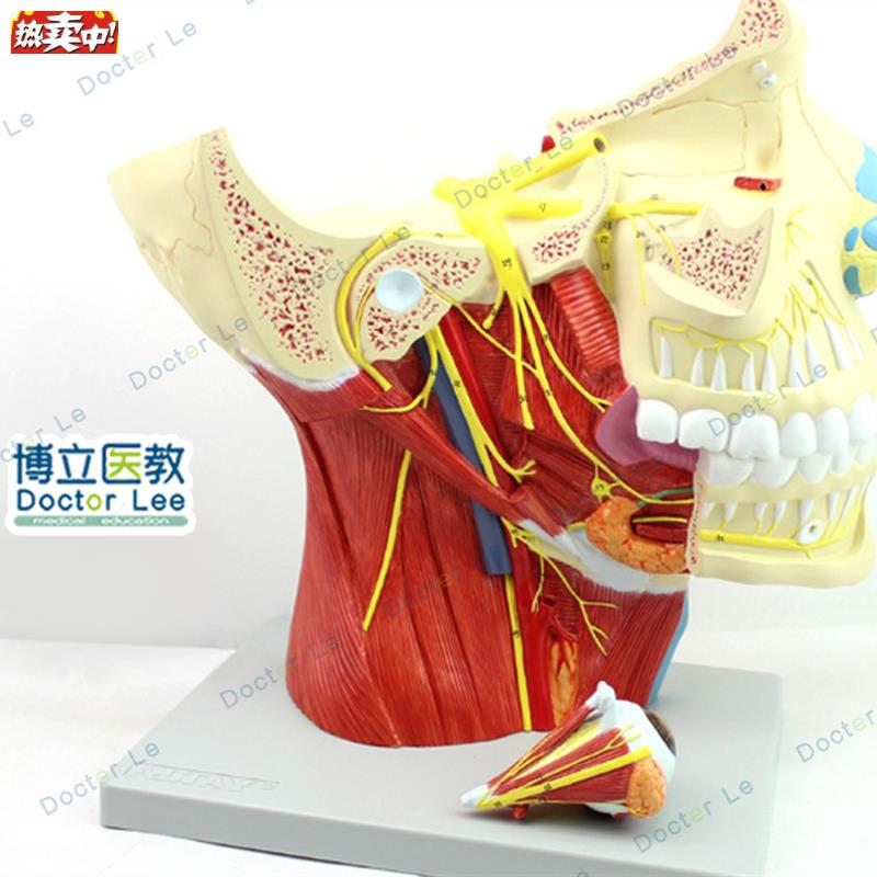 二对脑神经模型大脑神经模型a大脑模型头面部解剖模型