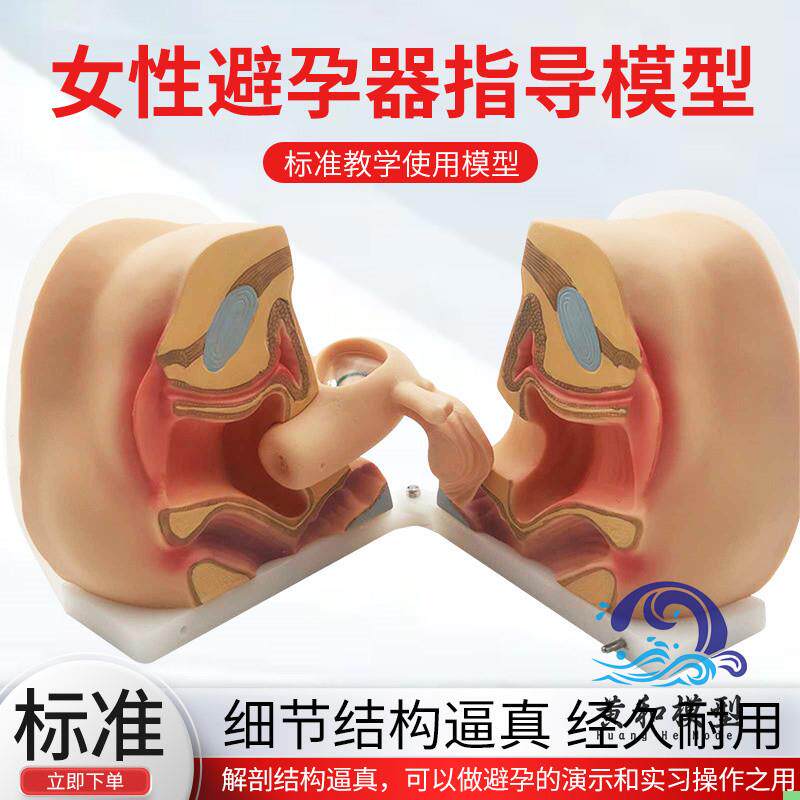 女性生殖器模型 宫颈子宫外阴道卵巢 妇科检查避孕教学训练 1比1