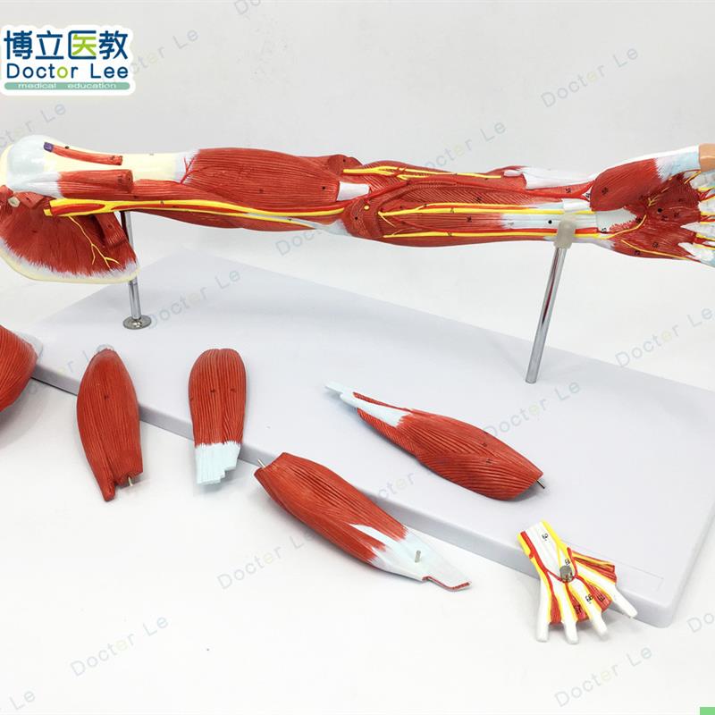 手臂肌上肢肌肉解剖血管神经手臂局部解剖模型手肌肉模型医用健身
