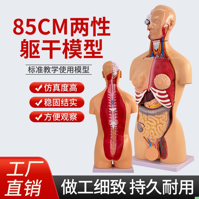 85CM两性躯干模型23件 人体解剖可拆内脏解剖躯干模型 生殖可互换