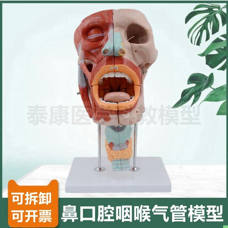 口腔咽部模型音乐课教学声襞发音器官鼻腔咽部扁桃体气管医用黏膜