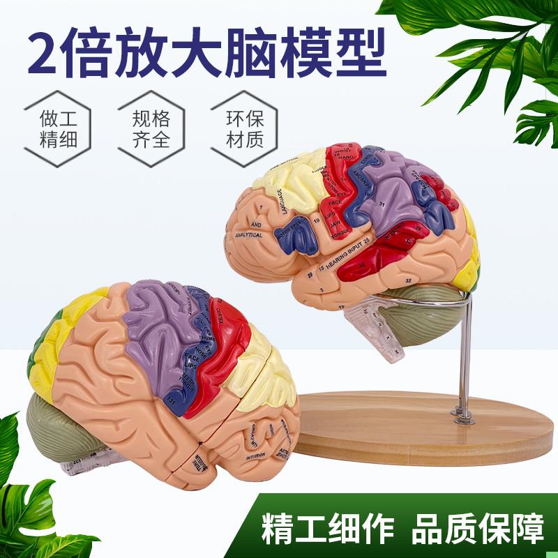 2倍大脑功能分区模型色彩区分脑放大脑干模型可拆卸4部件教学医学