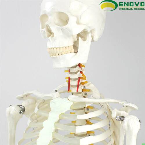 ENOVO颐诺170CM人体骨骼模型美术医学用脊柱弯曲瑜伽健身骨架模型