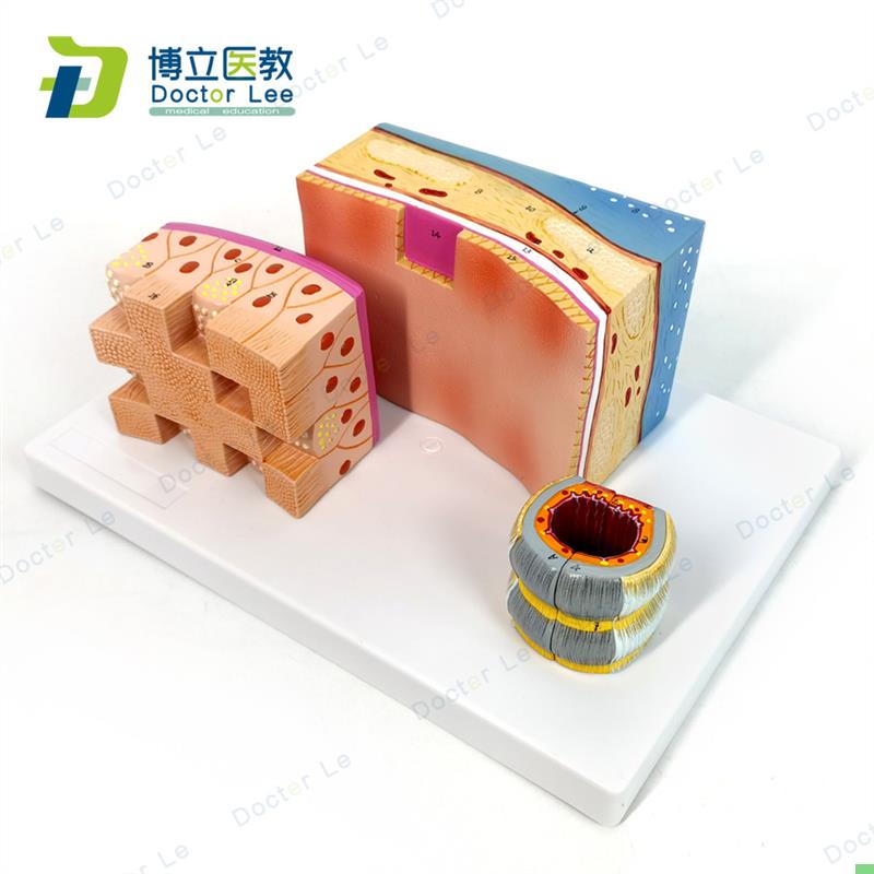 人体气管解剖结构模型 气管壁喉解剖医学音乐教学学习人体