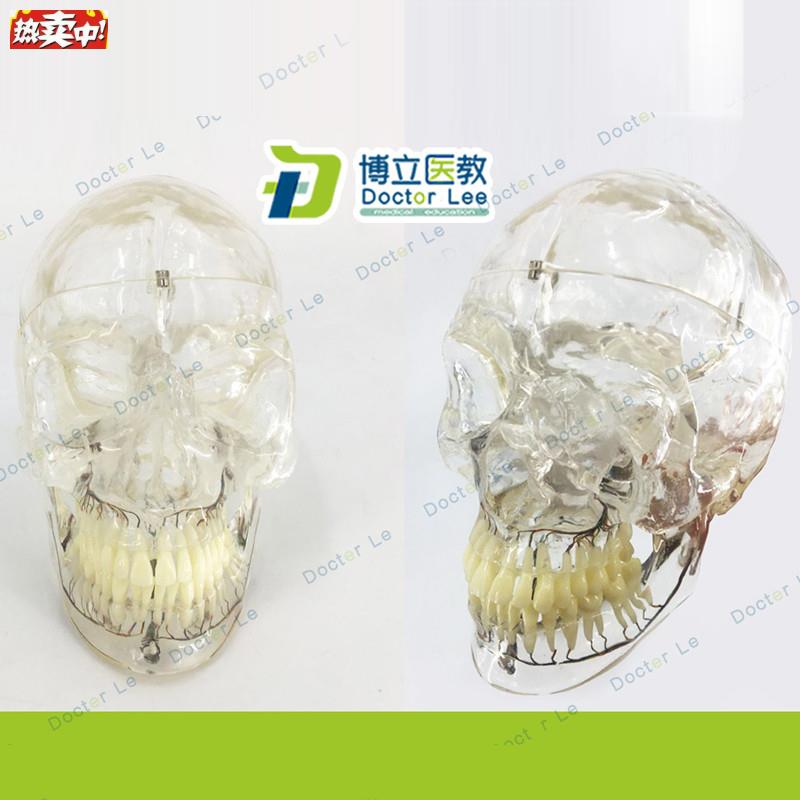 透明头颅骨附下颌骨神经G口腔科头骨模型X放射神经科模型透明头骨