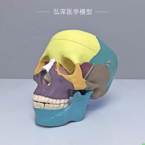 彩色头颅骨模型人体头部骨骼分区解剖结构可拆活动医学科教学道具