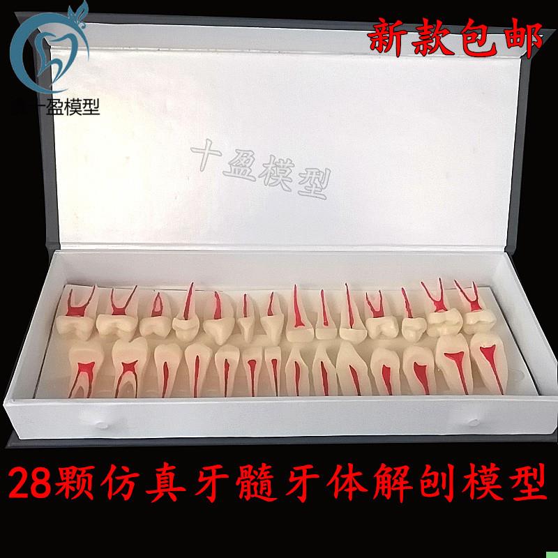 牙科口腔模型 2倍牙体牙髓解剖展示模型全口28颗两倍牙髓解剖展示