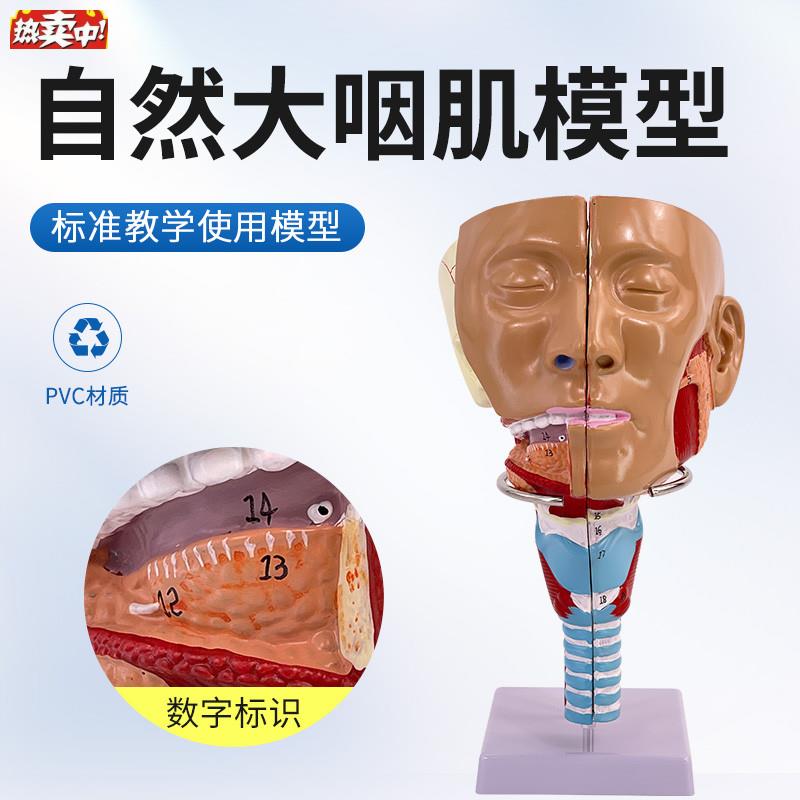 咽肌模型喉解剖模型咽喉模型口鼻模型舌肌K医学用教学模型