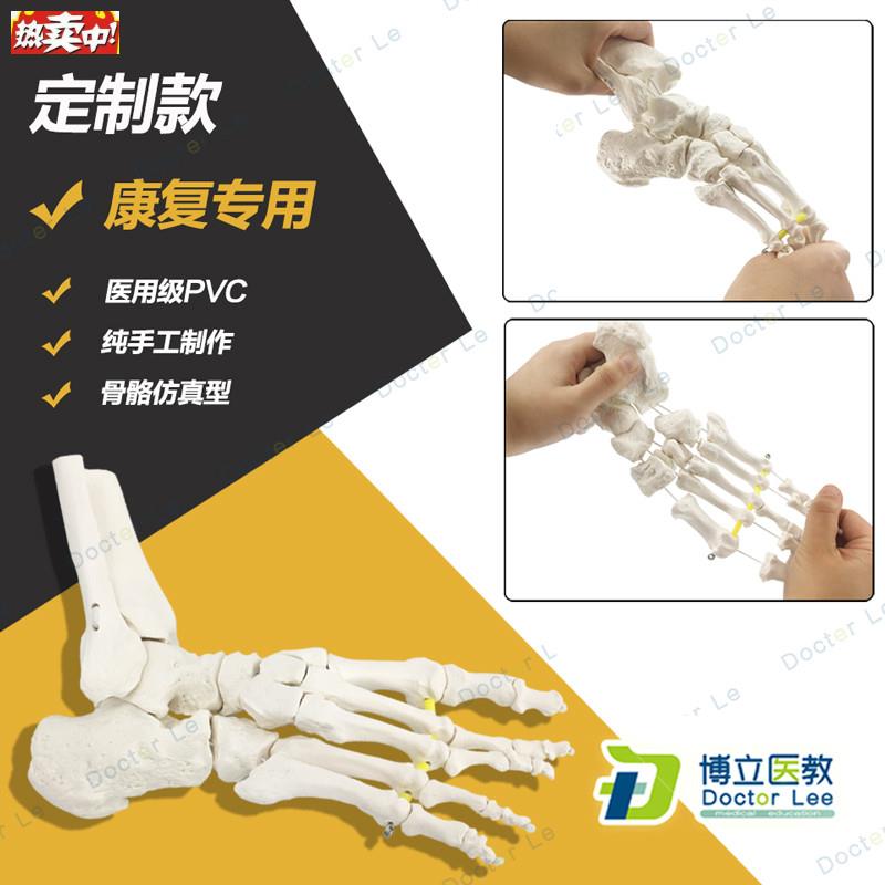 艺用美术高考医用脚关节模型足踝关节足外科骨M科标本骨骼仿真