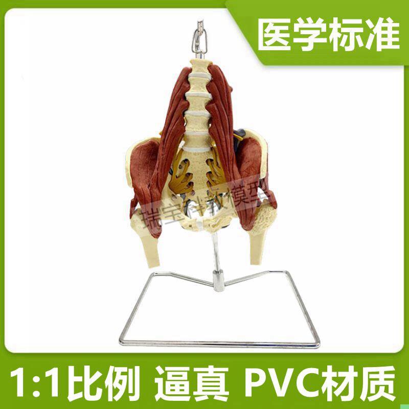 人体腰椎模型肌肉神经骨盆产后康复正骨按摩月嫂家政技能培训坐骨