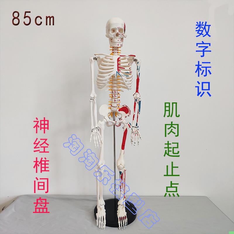数字标识人体骨骼模型肌肉起止点神经椎间盘骨架医学瑜伽健身85cm