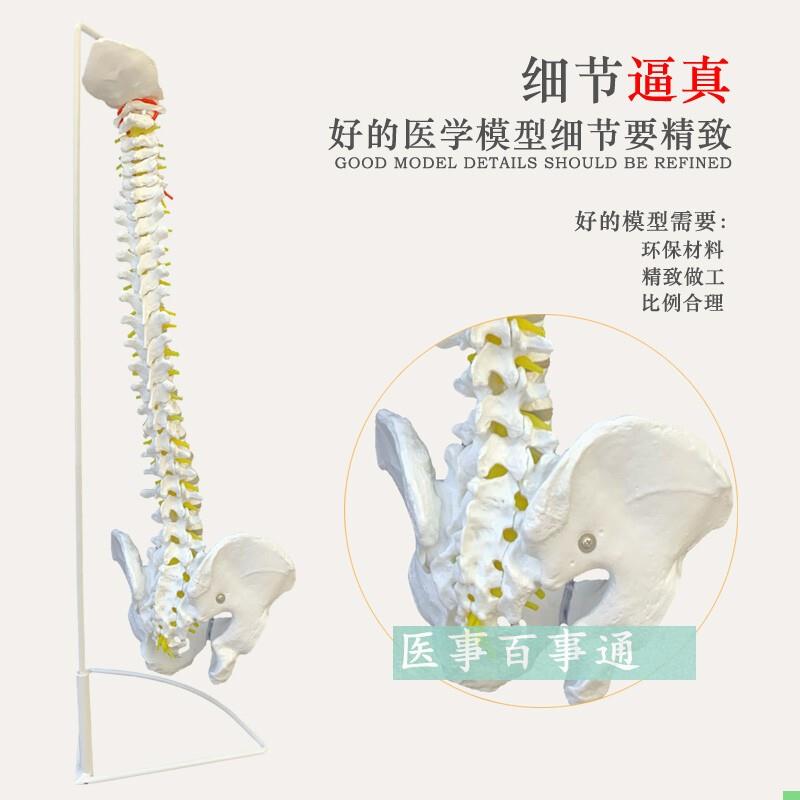 医用人体脊柱模型人体骨骼大脊椎成人1:1带颈椎胸椎尾椎椎骨骨盆