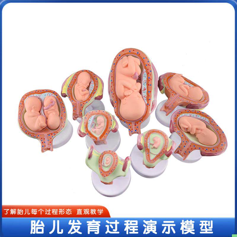 政河妊娠胚胎发育过程胎儿形成模型医院学校用具人体胚胎教学模型
