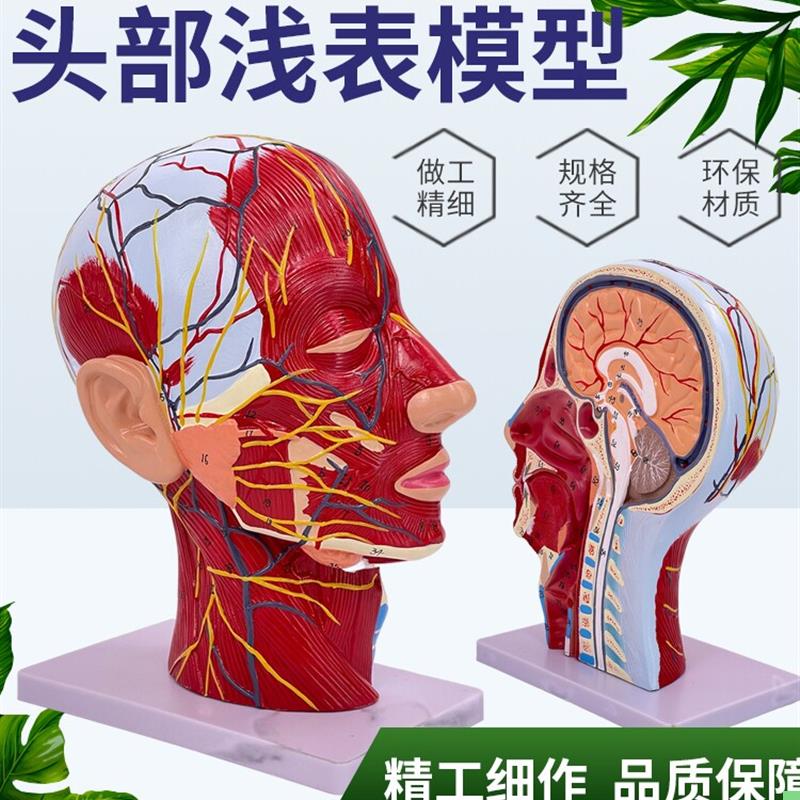 人体头骨带肌肉神经血管模型美容面部神经微整解剖头部模型解剖