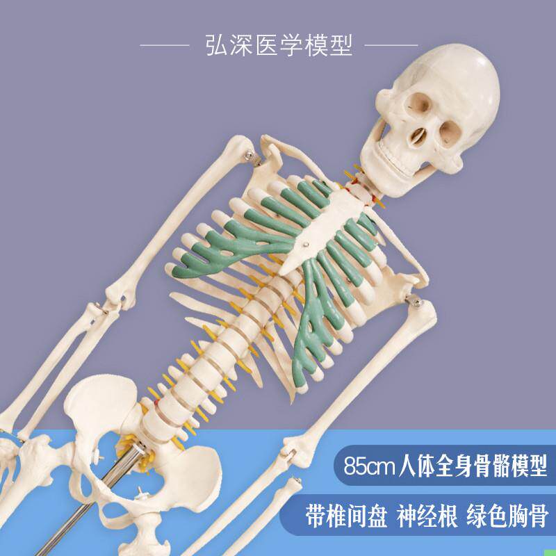 人体骨骼模型85cm全身骨架骷髅脊椎带椎间盘神经根绿色胸骨可活动