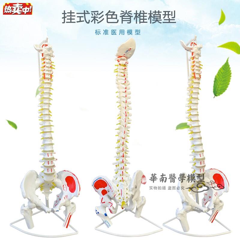 医用人体脊柱模型人体骨骼大W脊椎成人1:1带颈椎胸椎尾椎椎骨骨盆