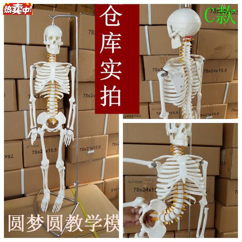 正品85CM人体骨骼模型骷髅骨人骨架标本医用f艺用人体骨骼正骨