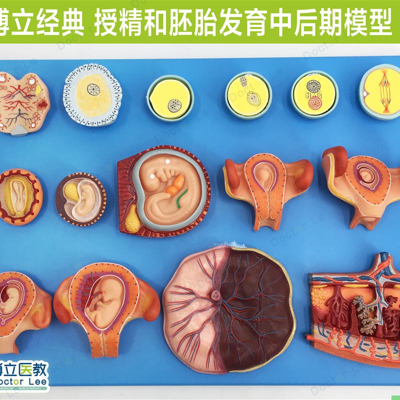 授精和胚胎发育中后期模型 妇科计生展示胎儿孕育过程模型 卵细胞