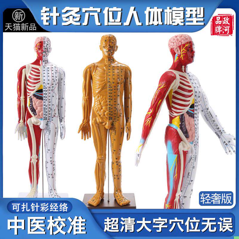 政河高级中医针灸经络穴位人体模型人数字刻度器官骨骼十二全身图