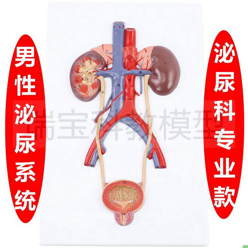 泌尿系统模型腹腔动静脉盆腔肌肉脏器男生殖膀胱前列腺妇科女子宫