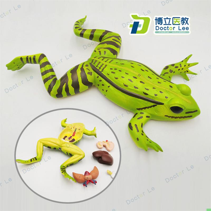 蟾蜍蛤蟆解剖模型 青蛙模型生物解剖学仿真 青蛙标本 动物模型