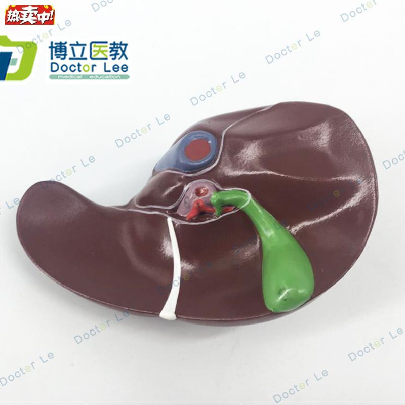 科教人体肝脏解剖模型肝门血管叶肝胆r囊胆管模型构造医学模型