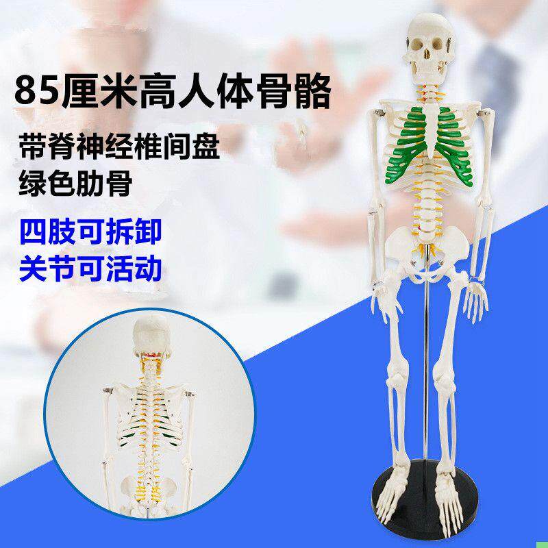 85厘米高人体骨架小白人模特美术艺用仿真瑜伽素描影视道具展示品
