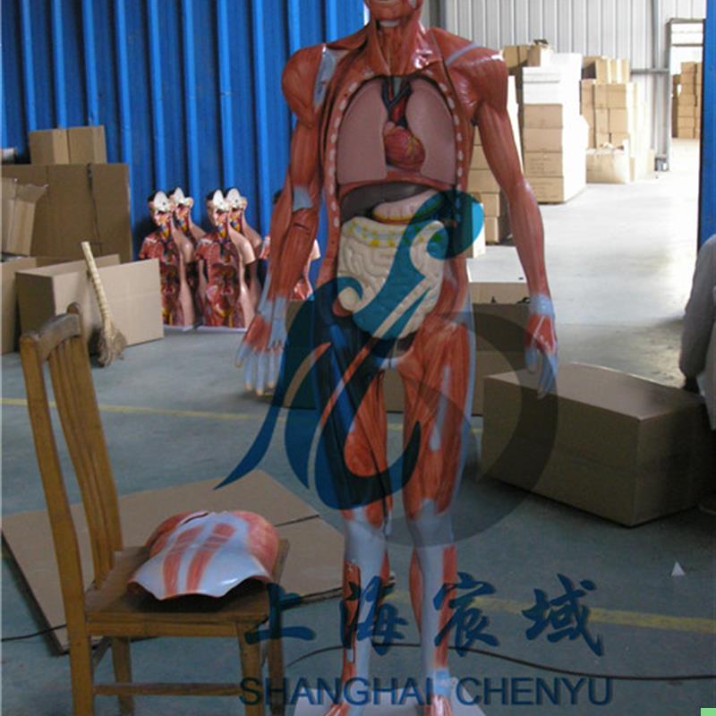 170CM人体肌肉解剖分解人体全身层次肌肉附内脏解剖模型