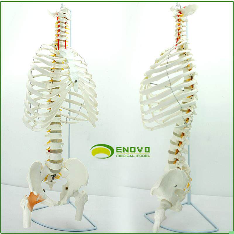 ENOVO颐诺医学人体脊柱模型腰椎骨盆整骨胸骨肋骨胸腔骨骼架模型