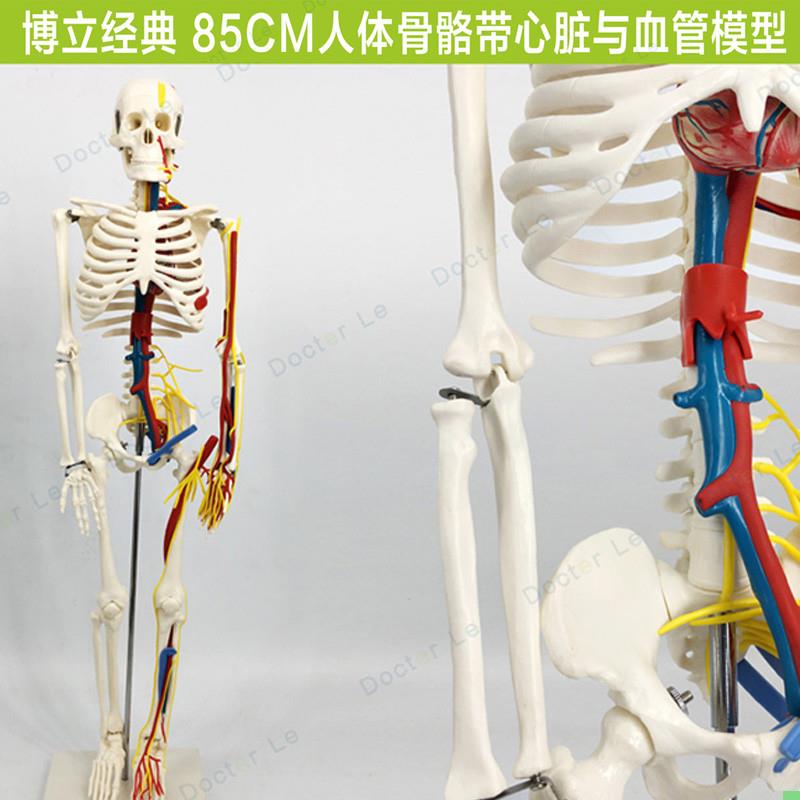 85cm人体骨骼模型带心脏血管神经可拆卸骨架医用教学标本小针刀