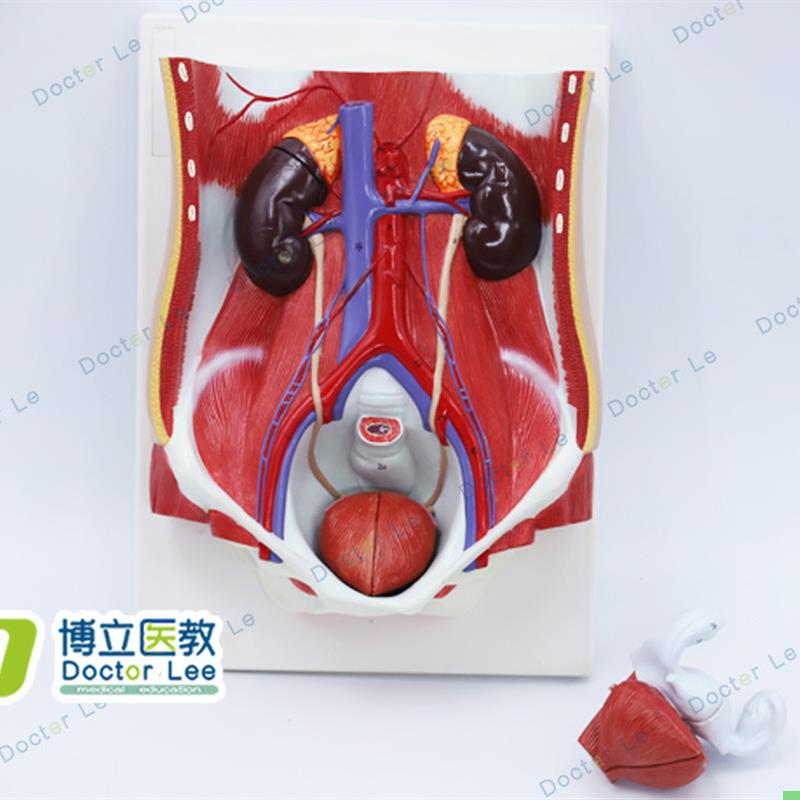 医学人体男女性泌尿系统模型 膀胱腹腔后腹壁肾解剖模型