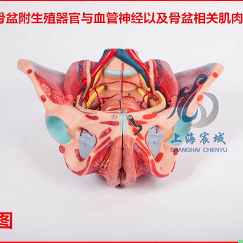 逼真准确女性骨盆附生殖器官与血管神经以及骨盆相关肌肉附着点