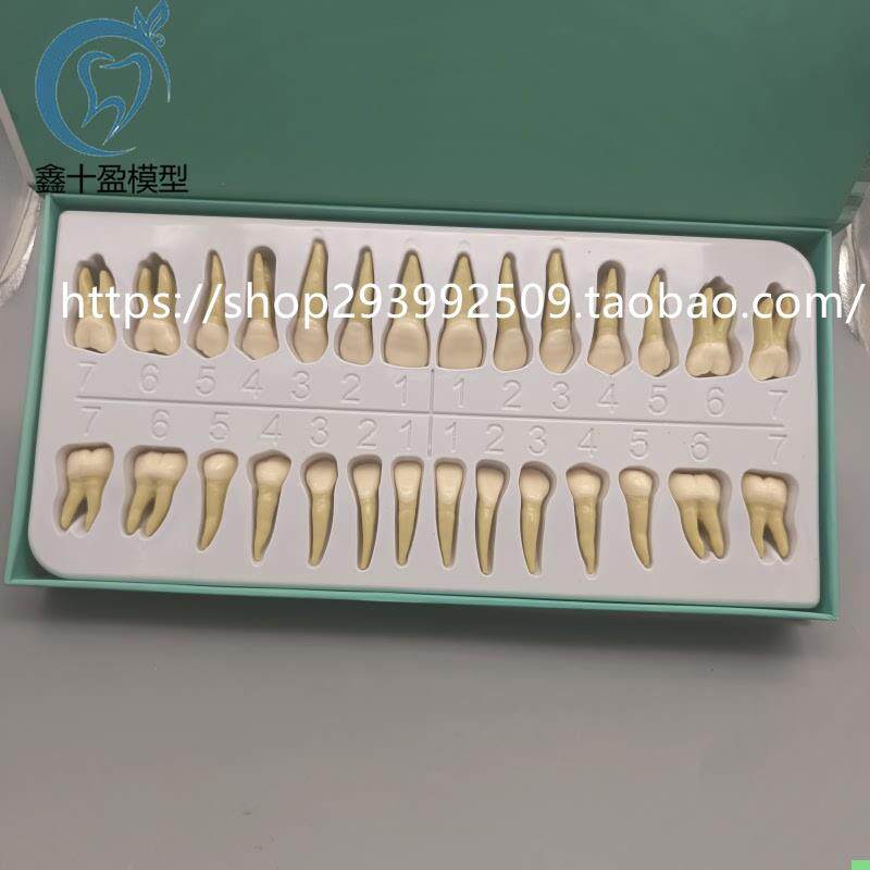 2.5倍牙模型形态解剖和雕刻双色离体牙3倍窝洞制备牙齿解剖7026-1