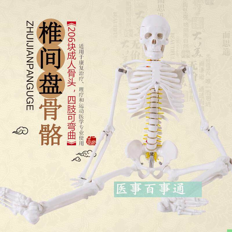 人体骨骼模型85cm 脊柱脊椎神经 椎间盘 医用骨架模型 正骨教学