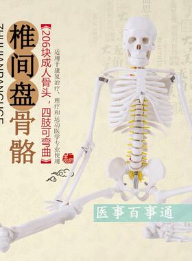 人体骨骼模型85cm 脊柱脊椎神经 椎间盘 医用骨架模型 正骨教学