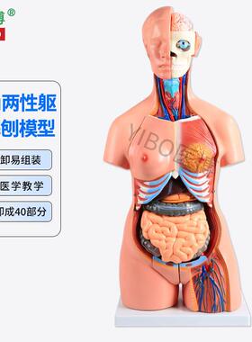 85CM两性躯干解刨模型 可拆卸40件男女性躯干及内脏器官拆卸模型