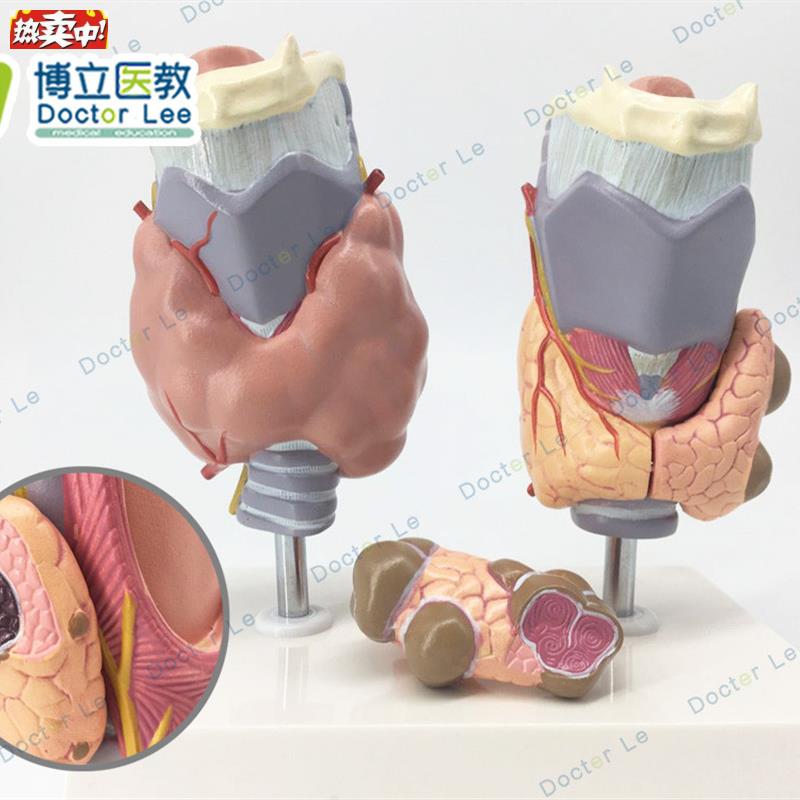 人体甲状腺病理模y型甲亢甲低甲减内分泌系统医学解剖