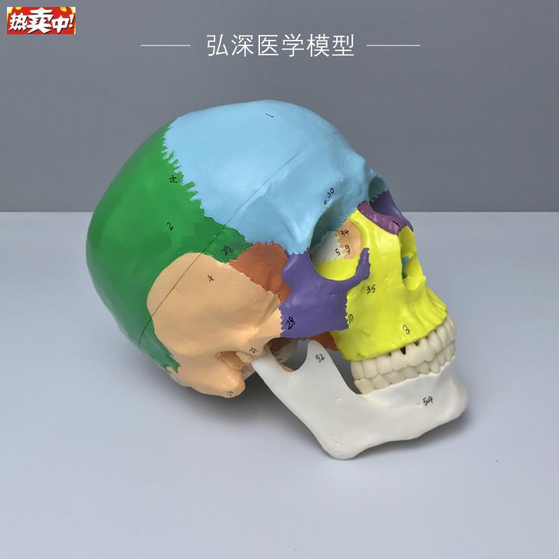 人体头颅骨模型彩色分区数字标c识骨骼解剖结构骷髅生物教学类模