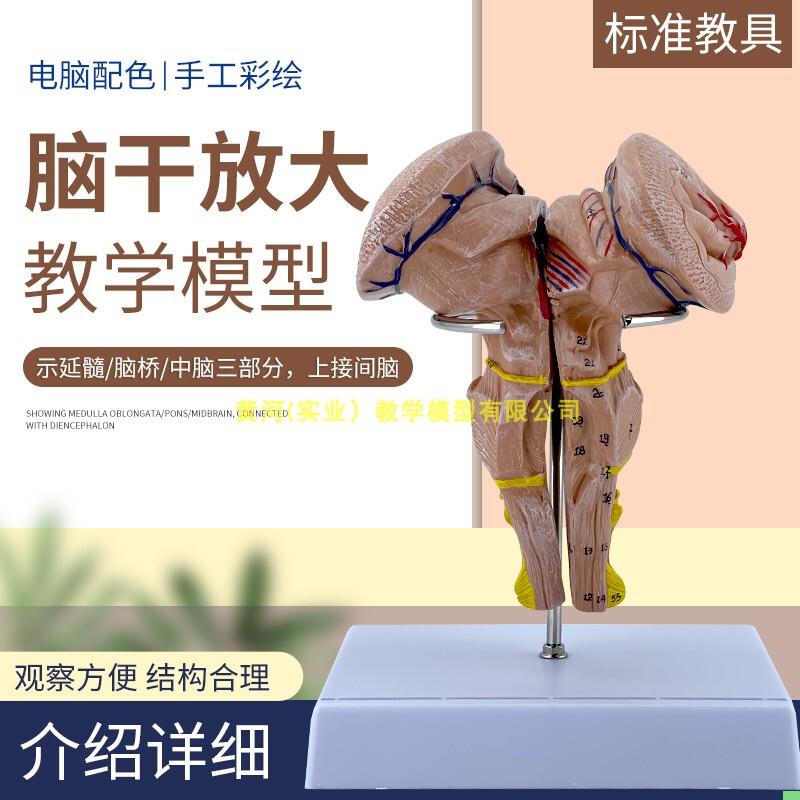 脑干放大模型 脑干模型 脑干解剖模型大脑模型脑动模型脉大脑模型