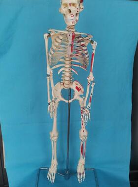 脊柱可弯曲挂式85cm人体骨骼肌肉起点模型骷髅骨架医用教学讲解