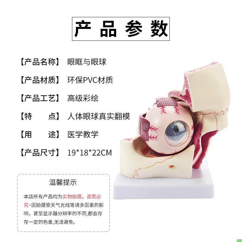 眼球与眼眶放大模型 人体医学眼睛解剖模型 眼部教学专用模型