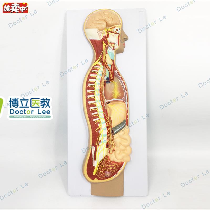 人体医学j交感神经系统模型自主神经系统植物性神经解剖