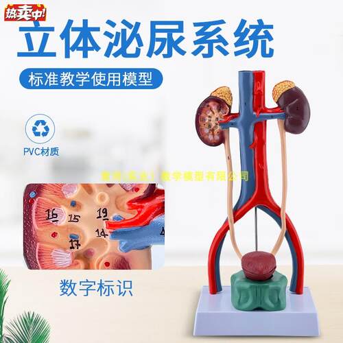 人体泌尿系统模型肾输尿管T膀胱尿道解剖医学泌尿科泌尿系统模型