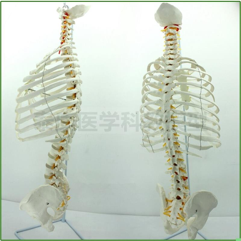 1比1胸骨模型胸腔肋骨脊椎神经半身骨骼医用人体脊柱骨盆韧带上身