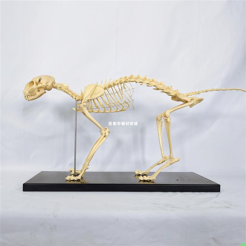 高仿真猫骨架标本猫全身骨骼模型 动物骨头关节 兽医宠物医院用具