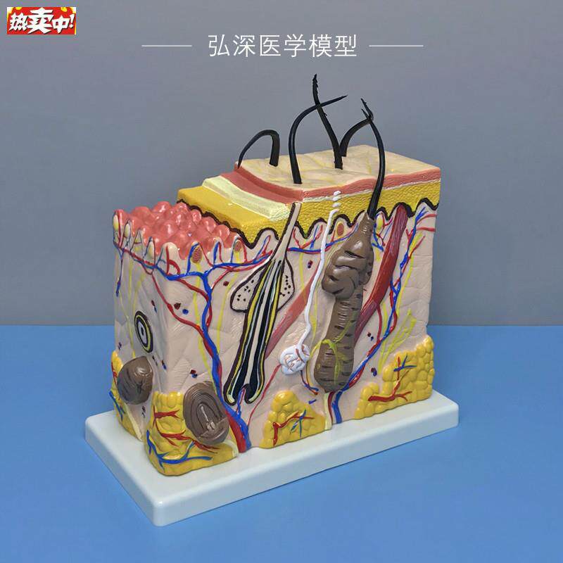 皮肤结构放C大模型70倍人体皮肤层次毛囊汗腺解剖毛发生长立体模