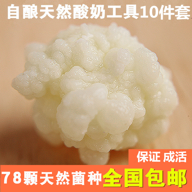 西藏雪莲菌种 藏灵菇菌 天山雪莲菌 自制酸奶菌种 开菲尔菌 kefir